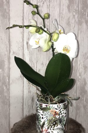 Orchidée 2 tiges en pot céramique – Sky Sea Land Flowers, fleuriste Cagnes-sur-Mer