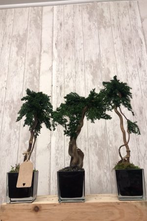 Mini bonsaï stabilisé 25 cm – Sky Sea Land Flowers, fleuriste Cagnes-sur-Mer