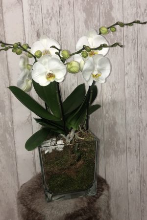 Duo d’orchidées blanches en verre – Sky Sea Land Flowers, fleuriste Cagnes-sur-Mer