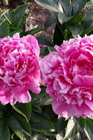 Pivoines – Sky Sea Land Flowers, fleuriste Cagnes-sur-Mer
