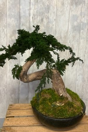 Bonsaï stabilisé ficus ginseng – Sky Sea Land Flowers, fleuriste Cagnes-sur-Mer