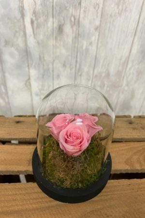 Globe de 3 roses stabilisées – Sky Sea Land Flowers, fleuriste Cagnes-sur-Mer