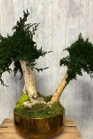 Double bonsaï stabilisé pot doré – Sky Sea Land Flowers, fleuriste Cagnes-sur-Mer
