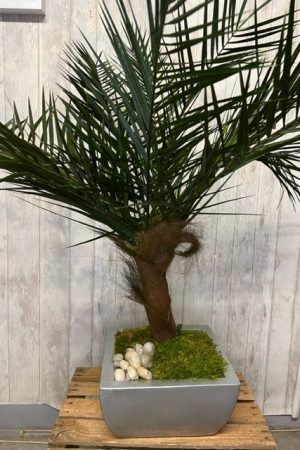 Palmier stabilisé 1 m – Sky Sea Land Flowers, fleuriste Cagnes-sur-Mer
