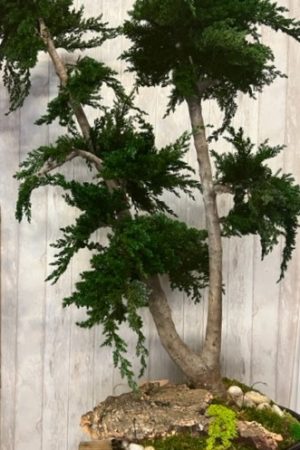 Grand bonsaï stabilisé juniperus – Sky Sea Land Flowers, fleuriste Cagnes-sur-Mer
