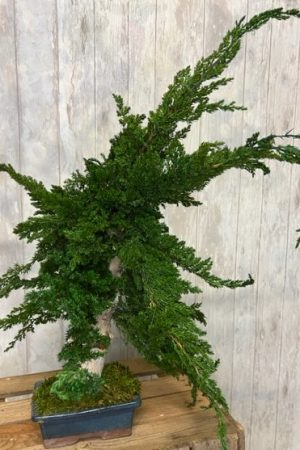 Petit bonsaï stabilisé juniperus – Sky Sea Land Flowers, fleuriste Cagnes-sur-Mer