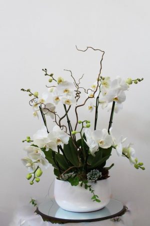 Orchidée prestige en pot – Sky Sea Land Flowers, fleuriste Cagnes-sur-Mer