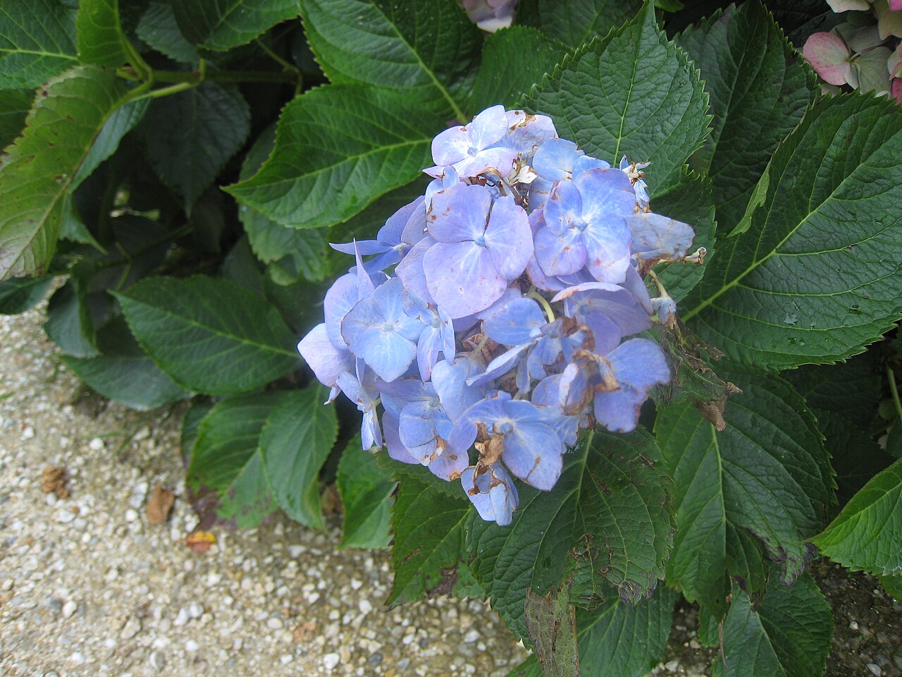 Hortensia bleu en fleurs dans un jardin, conseils d’un fleuriste de la Côte d’Azur