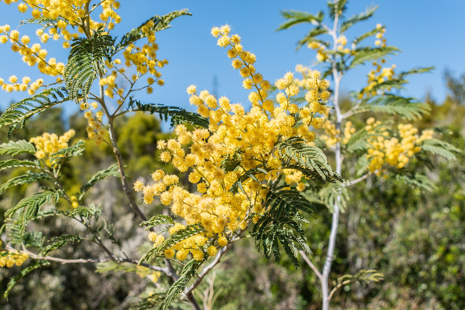 Mimosa Côte d'Azur : branches de mimosa en fleurs jaunes dans le massif de l'Estérel