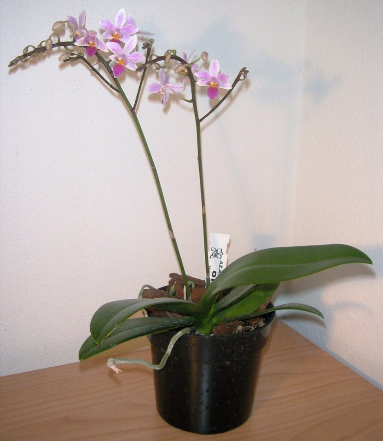 Orchidée en pot Phalaenopsis en fleurs, conseils d’entretien du fleuriste de Cagnes-sur-Mer