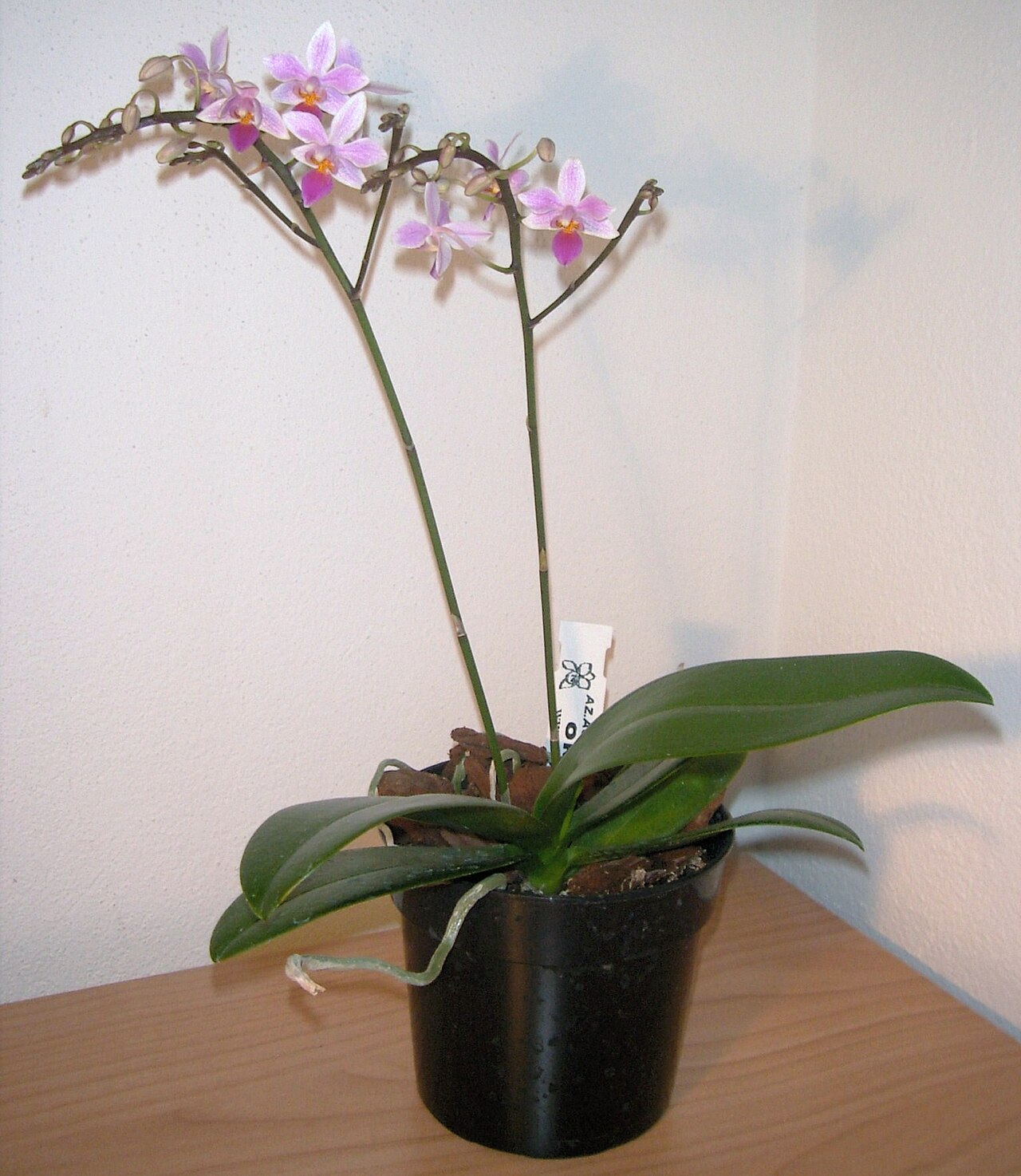 Orchidée en pot Phalaenopsis en fleurs, conseils d’entretien du fleuriste de Cagnes-sur-Mer