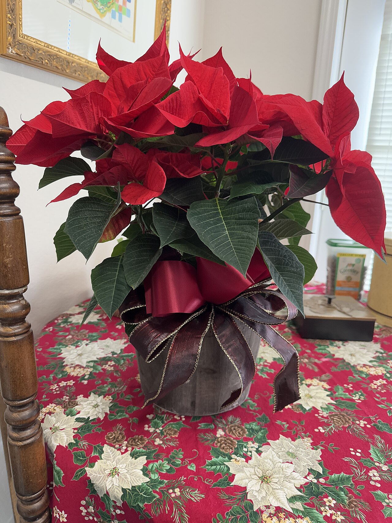 Poinsettia rouge en pot, étoile de Noël proposée par un fleuriste à Cagnes-sur-Mer